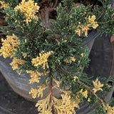 Variegated Juniper