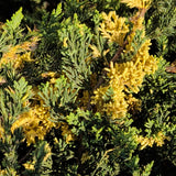 Variegated Juniper - C&J Gardening Center