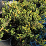 Variegated Juniper - C&J Gardening Center