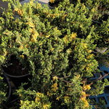 Variegated Juniper