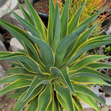 Variegated Smooth Agave - C&J Gardening Center