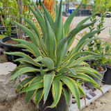 Variegated Smooth Agave - C&J Gardening Center