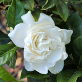Veitchii Everblooming Gardenia - C&J Gardening Center