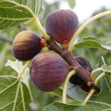 Violette de Bordeaux Fig