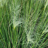 White Hair Grass