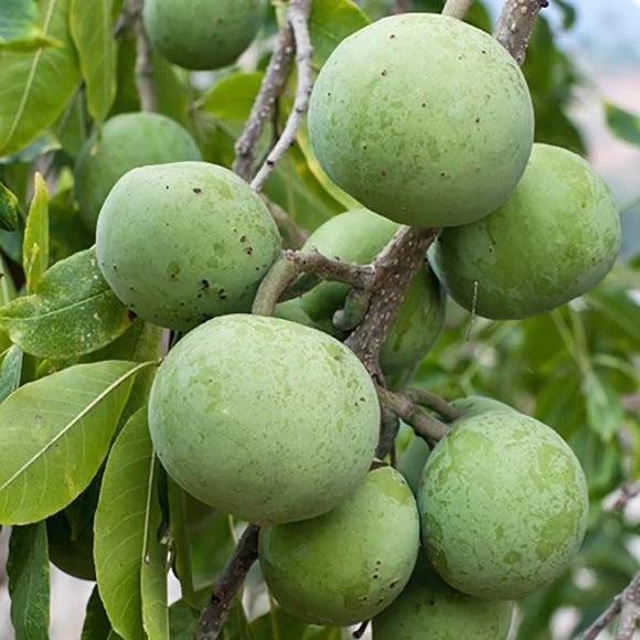 White Sapote