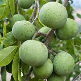 White Sapote