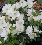 White Shade Azalea - C&J Gardening Center