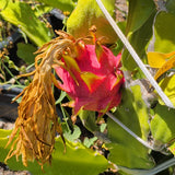 White Dragon Fruit - C&J Gardening Center