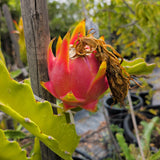 White Dragon Fruit - C&J Gardening Center