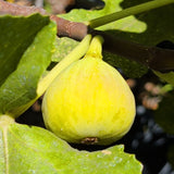 White Genoa Fig