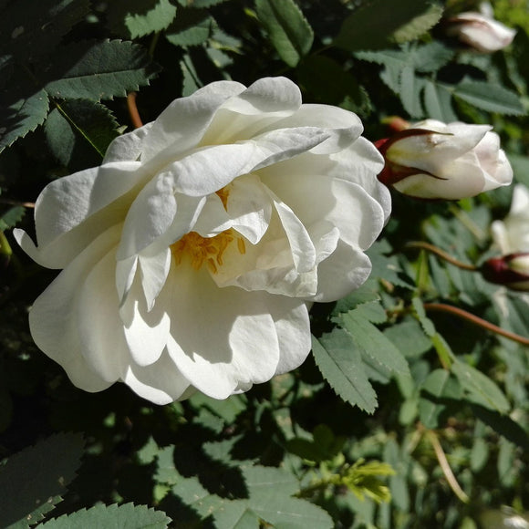 White Lady Banks Climbing Rose