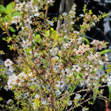 White New Zealand Tea Tree - C&J Gardening Center