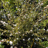 White New Zealand Tea Tree - C&J Gardening Center