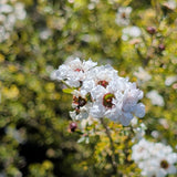 White New Zealand Tea Tree - C&J Gardening Center