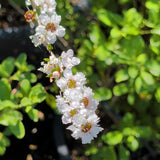 White New Zealand Tea Tree - C&J Gardening Center