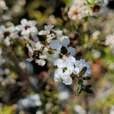 White New Zealand Tea Tree - C&J Gardening Center
