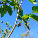 White Pakistan Mulberry - C&J Gardening Center