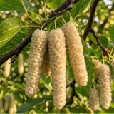 White Pakistan Mulberry - C&J Gardening Center