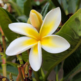 雞蛋花