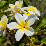 雞蛋花