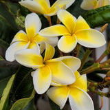 雞蛋花