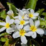White Plumeria - C&J Gardening Center