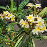 雞蛋花