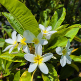 雞蛋花