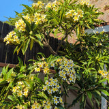 雞蛋花