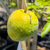 White Sapote - C&J Gardening Center