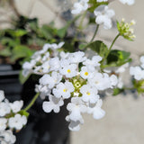 White Trailing Lantana - C&J Gardening Center