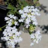 White Trailing Lantana - C&J Gardening Center