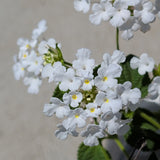 White Trailing Lantana - C&J Gardening Center
