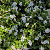 White Trailing Lantana - C&J Gardening Center