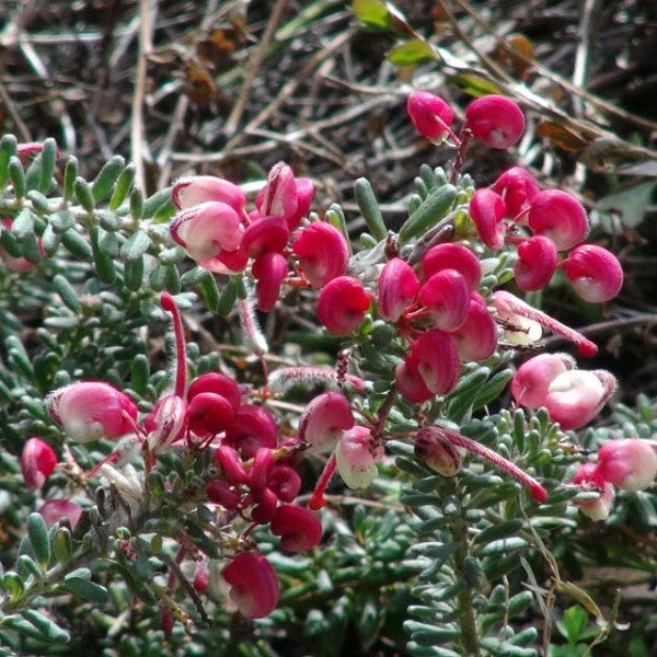 Woolly Grevillea Flower Shrub