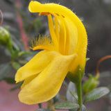 Yellow Bush Penstemon