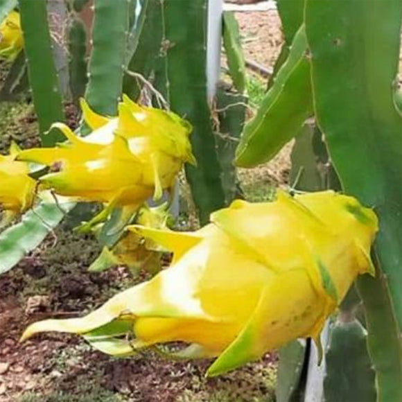 Golden Dragon Fruit