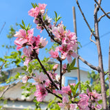 Yellow Donut Peach - C&J Gardening Center