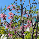 Yellow Donut Peach - C&J Gardening Center