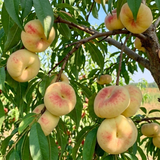 Yellow Donut Peach - C&J Gardening Center