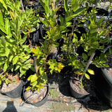 Yellow Strawberry Guava - C&J Gardening Center