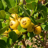 Yellow Strawberry Guava - C&J Gardening Center