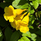 Yellow Trumpet Vine