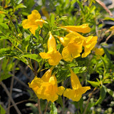 Yellow Trumpet Vine