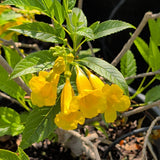 Yellow Trumpet Flower