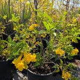 Yellow Trumpet Flower
