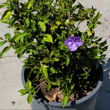 Yesterday Today Tomorrow - C&J Gardening Center