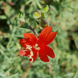 Hoary Fuchsia - Fine Leaf Form - C&J Gardening Center