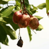 Ackee - Blighia sapida